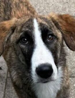 BALU-süßer, wunderschöner Jung-Rüde,51cm - Rösrath