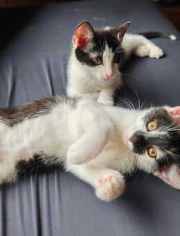 Kitten Katzen Katzenbabys - Guldental