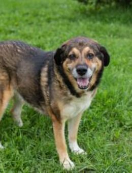 CASIMIR -entspannter, ausgeglichener Typ - Overath