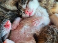 Kitten in liebevolle Hände abzugeben - Edewecht