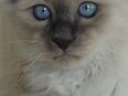 Heilige Birma Kitten Kater Katze Mika ist Abholbereit in 8262