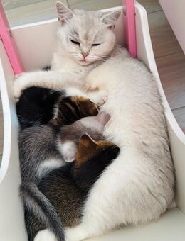 BKH Kitten | 3 Monate alt | Britischkurzhaar - Osnabrück