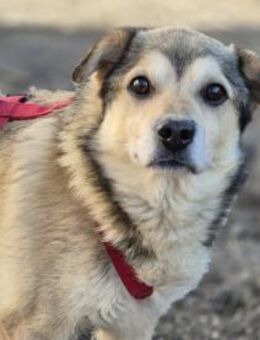 ELVIS - lieber ruhiger Rüde - Velbert