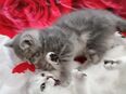 Reinrassige BKH Kitten. in 73312