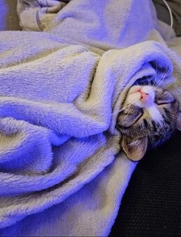 Verspielter Kater Mochi sucht neues Zuhause“ - Dresden