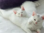 Hübsches BKH Kitten in liebevolle Hände abzugeben - Neuss