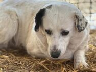 Perdita ist eine bildhübsche Hündin 🐾 - Elsdorf (Nordrhein-Westfalen)