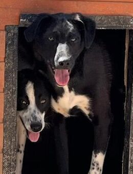 🆘 Wunderschöner Junghund Sasha 🆘 - Eislingen (Fils)