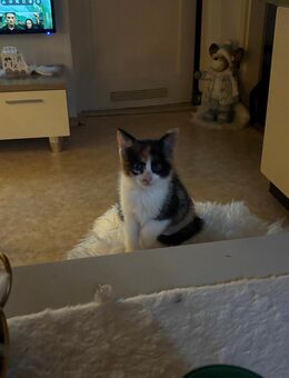 Baby Katzen - Augsburg