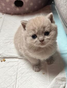 Britisch kurzhaar Kitten Fawn/Lilac - Blaufelden