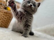 Britisch Kurzhaar Kitten 2-fach geimpft , mehrfach entwurmt BKH männlich - Weimar