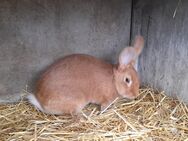 Schöne Burgunder- Kaninchen abzugeben - Beckingen