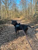 Old Englisch Bulldog in 55127