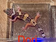 Leopardgecko`s - Sonneberg