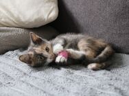 Süßes Babykätzchen sucht neues Zuhause - Walpertskirchen