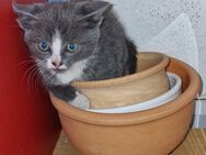 Kitten suchen ein neues zu Hause - Belm