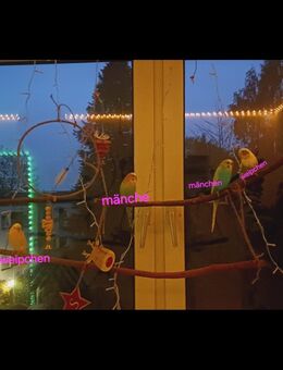 Wellensitich Paare in gute Hände abzugeben - Bad Salzuflen Lockhausen