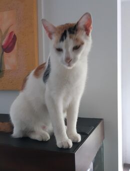 Junge Katze abzugeben - Geringswalde
