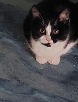 MIX BKH Kitten - Tamm