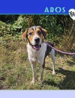 🧡 AROS 🧡 - MÖCHTE GERN MIT DIR DURCHS - Alfeld (Leine)