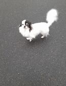 3 jähriges Chihuahua Mädchen in 64342