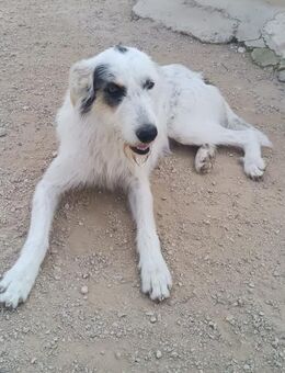 Molly Grosser - Welpe- mit Glück Alb - Ludwigshafen (Rhein)