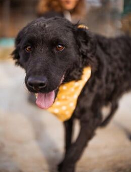 Missy 💗 lebhafte, so treue Mix-Dame! - Hamburg