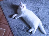 Weiße Kitten mit blauen Augen - Neuwied