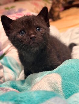 BARNY - Kater, Kitten abzugeben - Höchst (Odenwald)