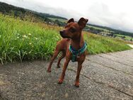 Deckrüde reinrassiger Rehpinscher / Zwergpinscher - Dierdorf