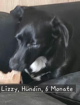 Lizzy und Ronja, Notfellchen - Illingen (Saarland)