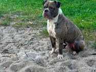 OEB Choco Merle - Greifswald