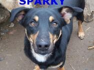 SPARKY ❤sucht Zuhause / Pflegestelle - Langenhagen