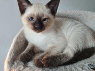 Siamkitten - Braunschweig