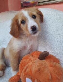 Hübsche Welpendame Lulu - Rambin