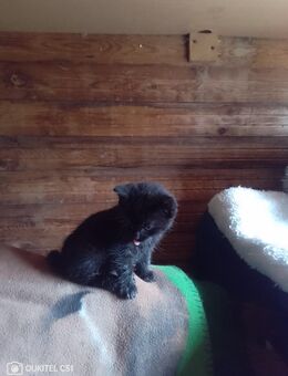 Babykatzen - Grabfeld