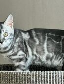 Bengal Silber Charcoal Mädchen 3 Jahre Mit Stammbaum in 44339