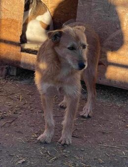 EMMY sucht liebevolles Zuhause - Neuberg