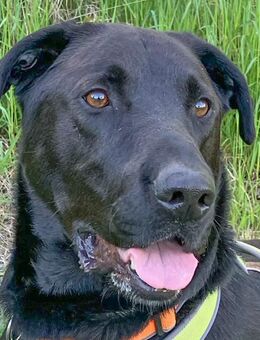 Nicki - Perro de Pastor Mallorquin - 4 Jahre - Tierhilfe Franken e.V. - Lauf (Pegnitz) Zentrum