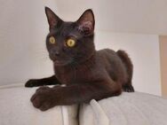 Nepomuk sucht seine Herzensmenschen ❤️ - Saarbrücken