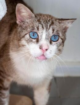 Hübscher Zauberkünstler Bocotas - Bad Camberg