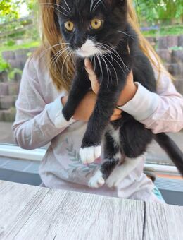 Baby Katze - Wilnsdorf