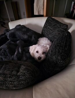 🐾 Bichon-Malteser Mix sucht liebevolles Zuhause 🏡 - Oberteuringen