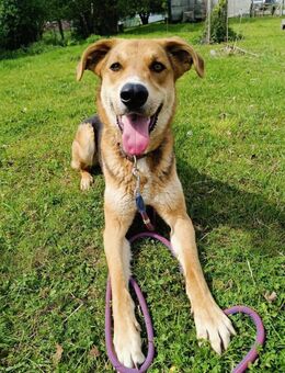 Lemmy sucht erfahrene Menschen 🐶 - München