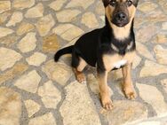 Die kleine 💕Piri💕 sucht ihre Menschen - Freilassing