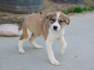 Hundekind Bobby - München