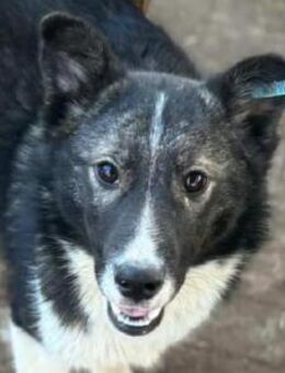 NINCHEN hübsche Husky-Mix-Hündin 44 cm - Rösrath