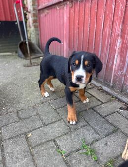 Grosse Schweizer Sennenhund Welpen - Rüthen