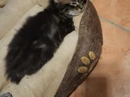 Maine Coon/Norwegische Waldkatze Mix Kitten - Bad Liebenwerda