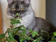 Britisch Langhaar Kater - Siegen (Universitätsstadt) Kaan-Marienborn